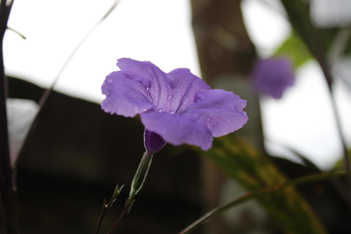 ruellia vernederen is een sier- fabriek welke is ook gebruikt net zo een geneeskrachtig fabriek. de kenmerkend voorzien zijn van van deze fabriek is haar blauw paars trompetvormig bloemen. foto