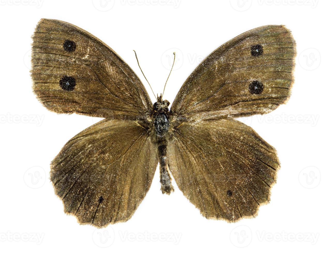 dryade vlinder op de witte achtergrond foto