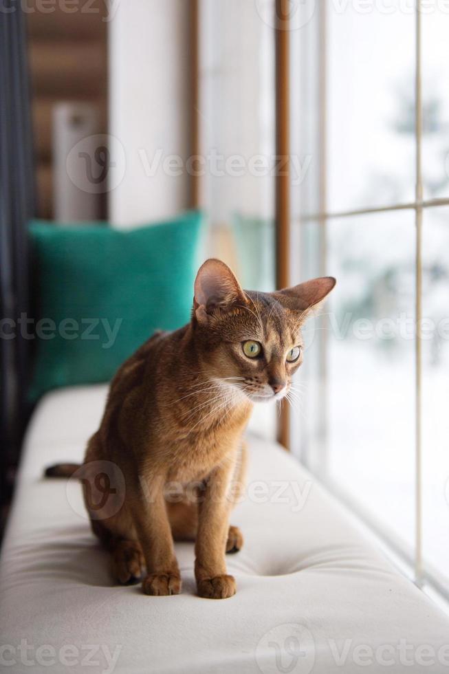 de abessijn kat zit Aan een hoofdkussen en looks uit de venster foto