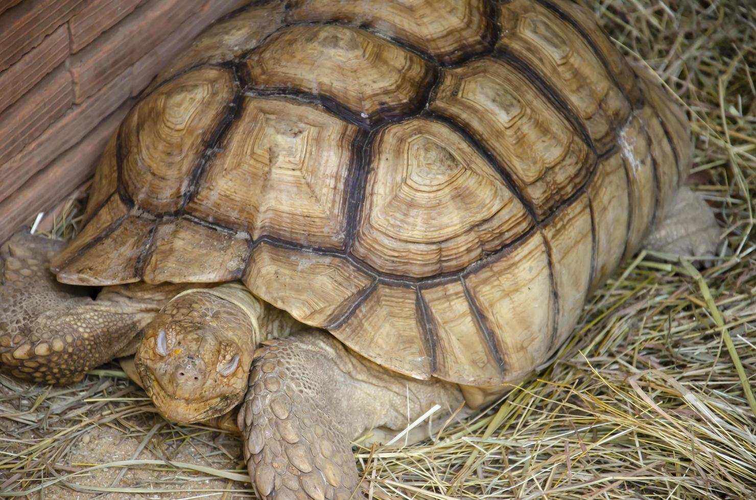 groot schildpad Aan de gras in natuur foto