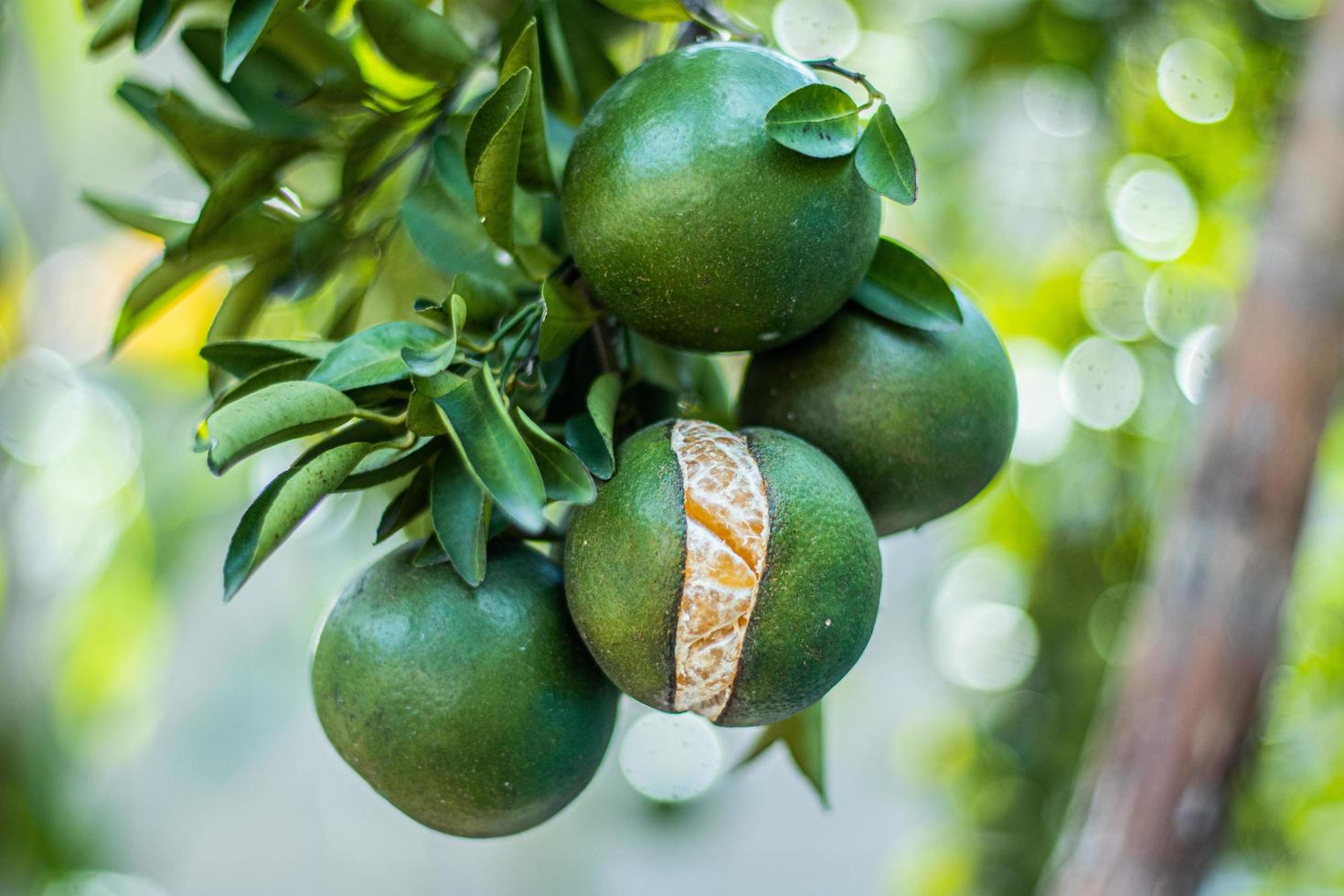 fruit planten, citrus fruit bomen zijn zoet en verzuren in smaak foto