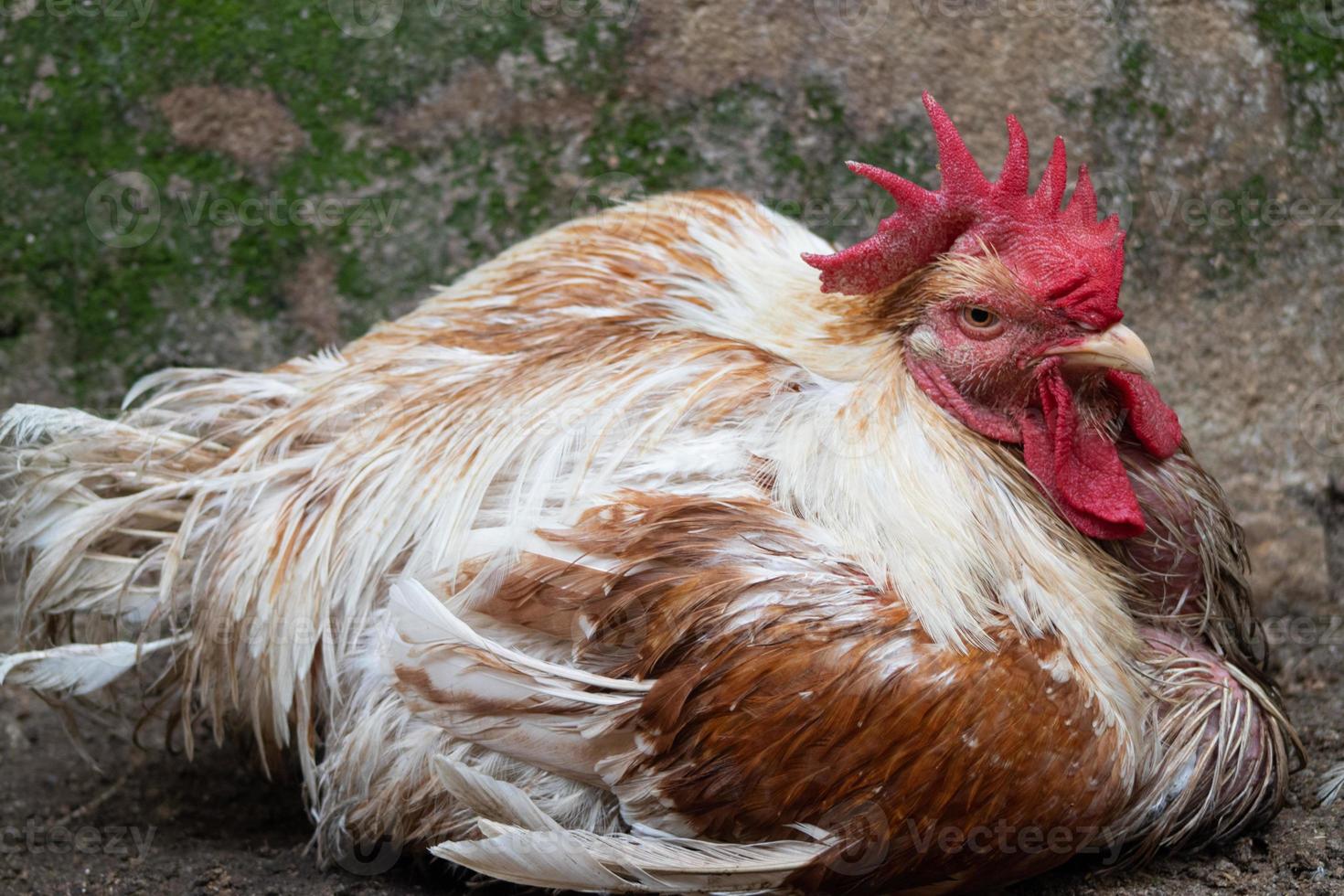 gevogelte kip genomen met Lanscape fotografie detailopname structuur foto