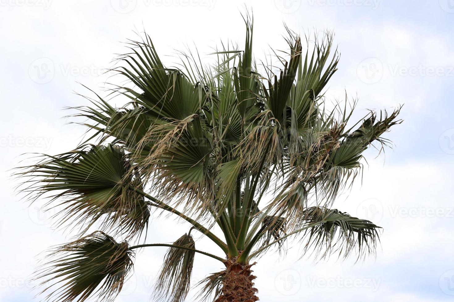 een hoog palm boom tegen een bewolkt lucht. foto