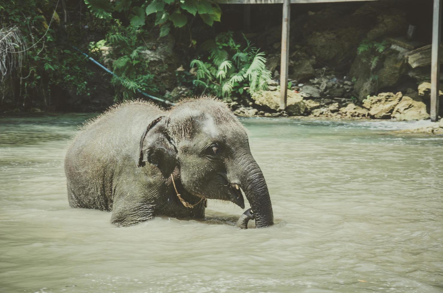 babyolifant geniet van het spelen van water bij rivieren foto