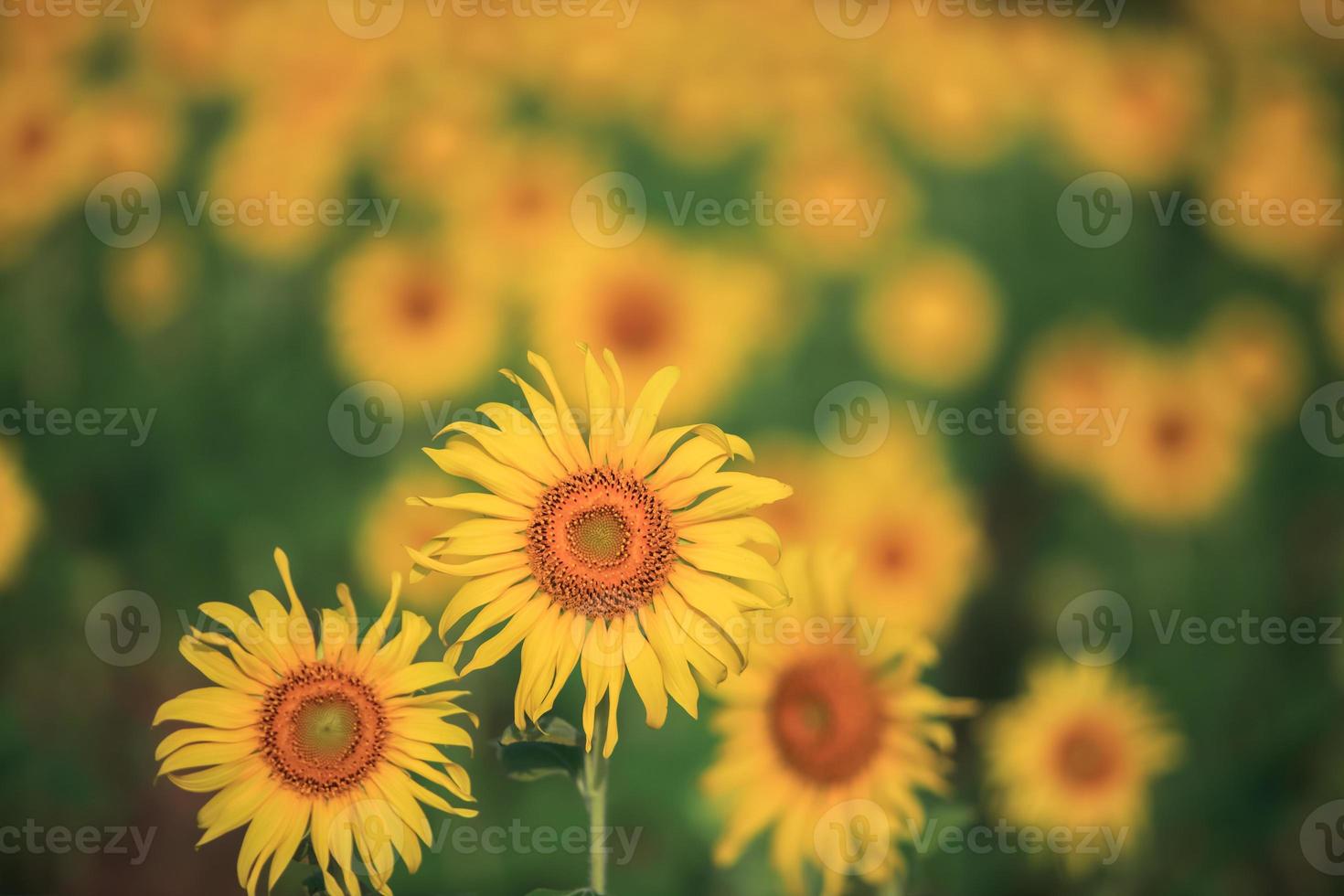 veld met gele zonnebloemen foto