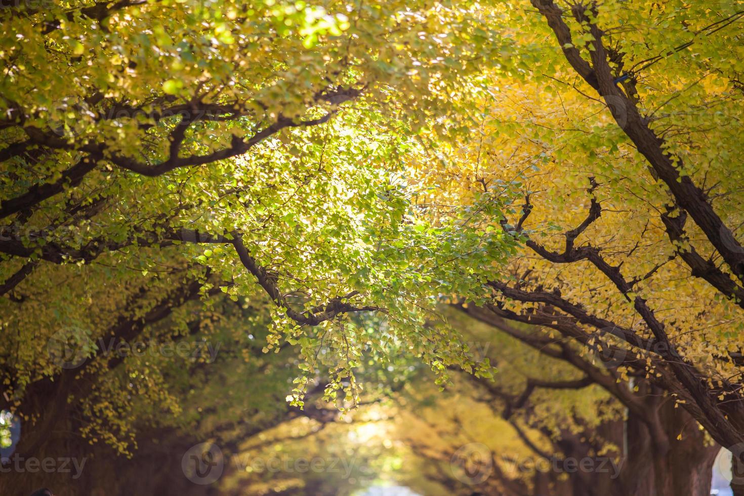 gele herfst bomen foto