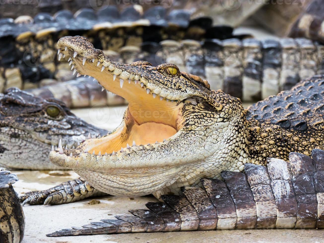 krokodil in rust foto