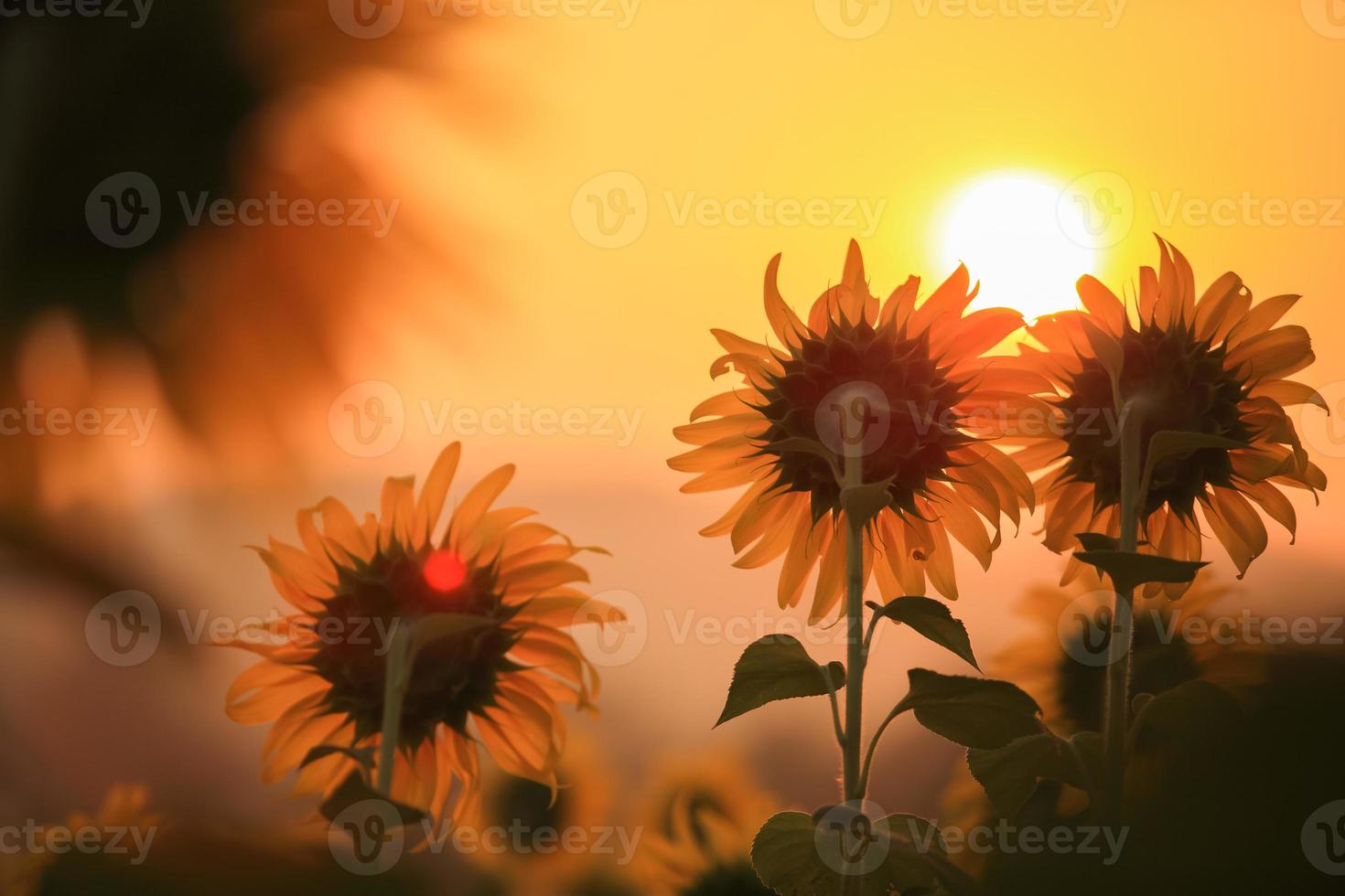 zonnebloemen en zonsopgang foto