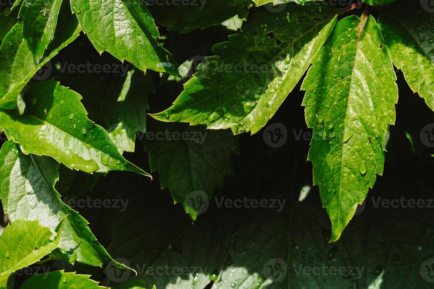 druif groen bladeren detailopname. achtergrond van vers groen bladeren. foto