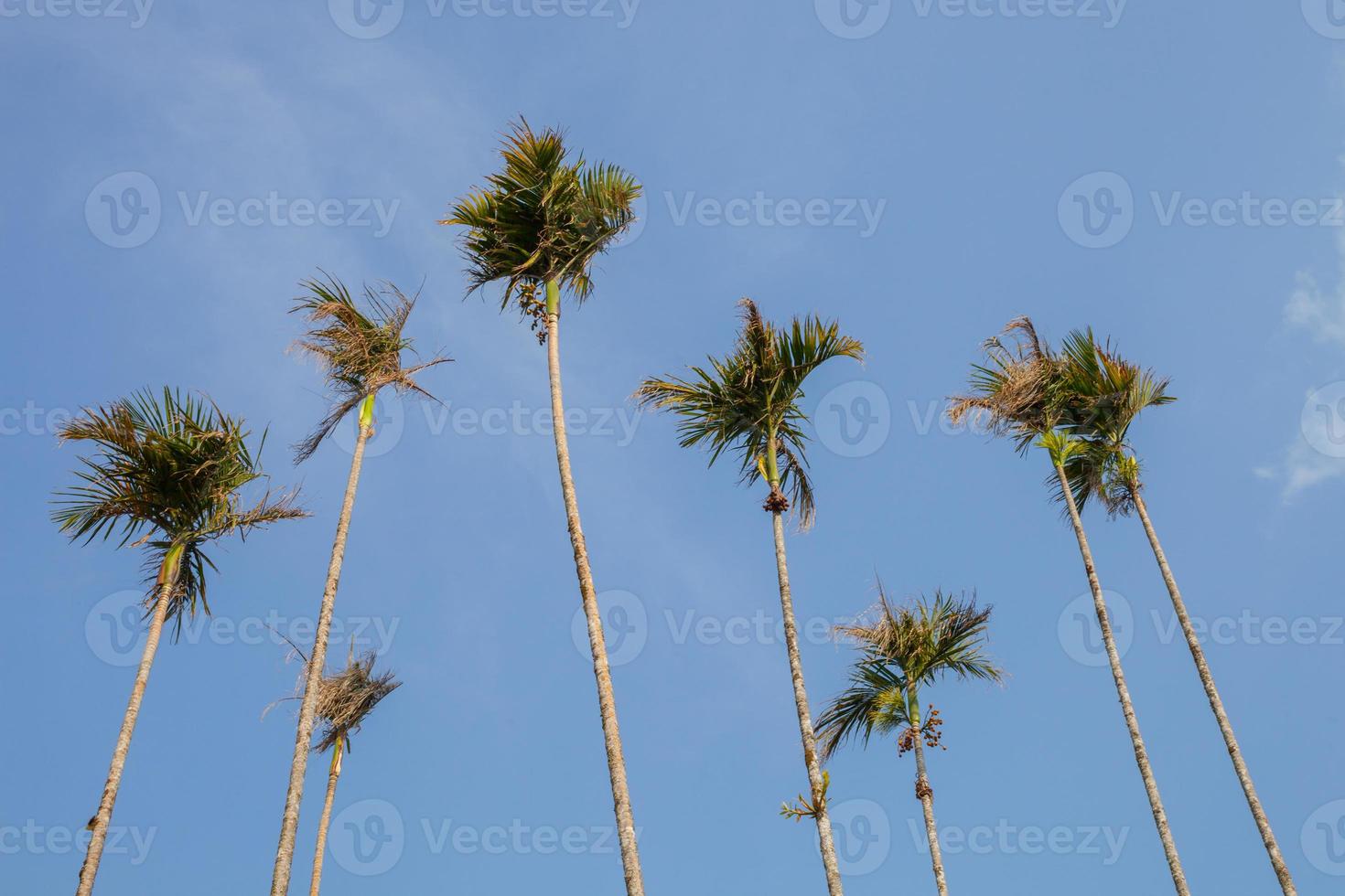 Betelnootboom met heldere hemelachtergrond foto