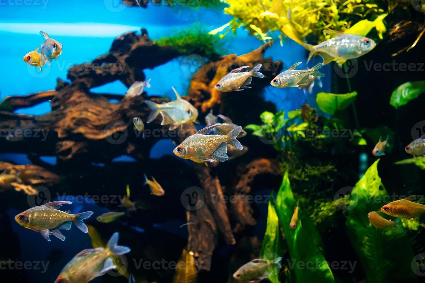 klein vis zwemmen in een groot transparant aquarium dichtbij omhoog foto