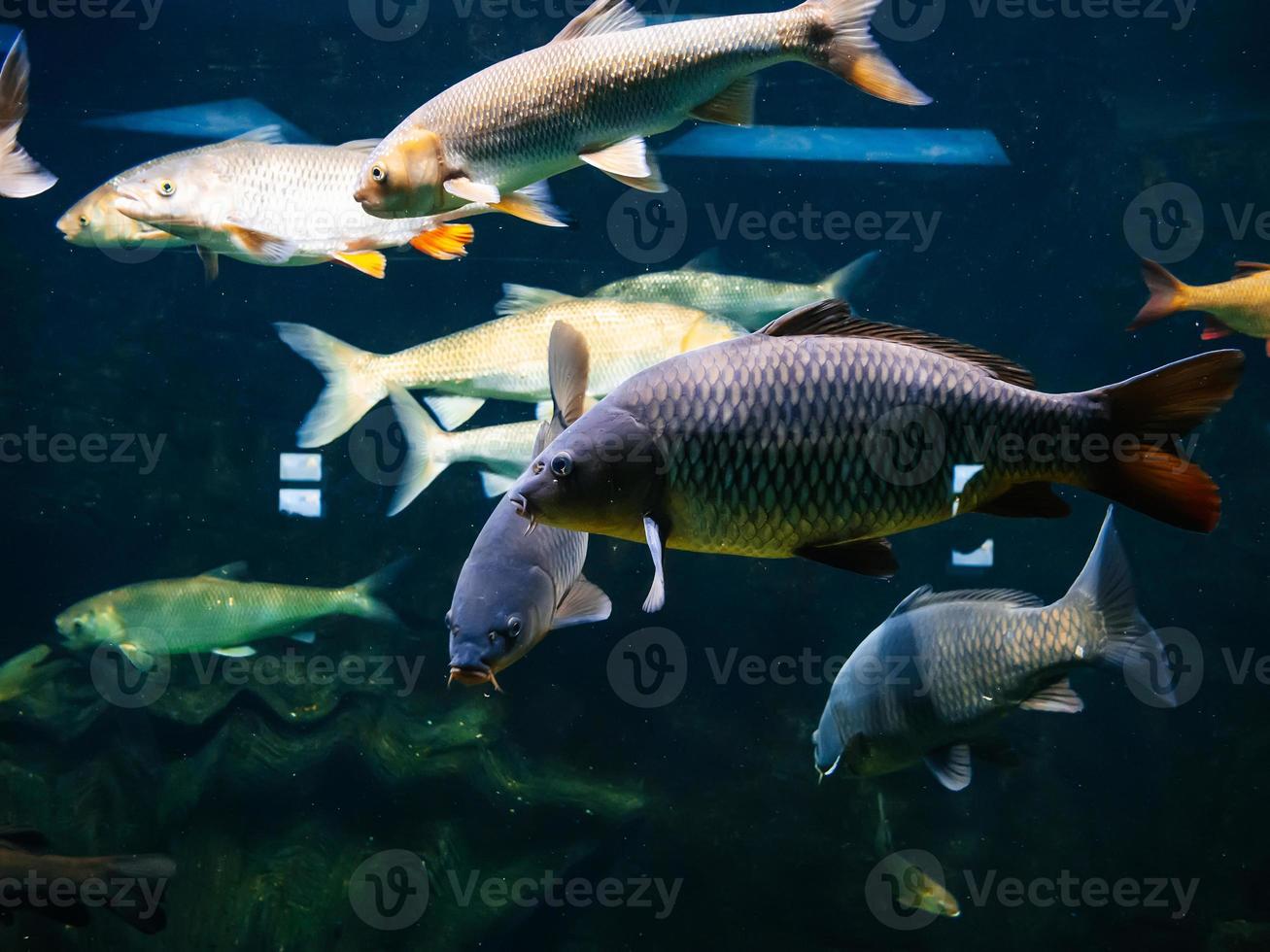 zoetwater rivier- vis onder water in de aquarium foto