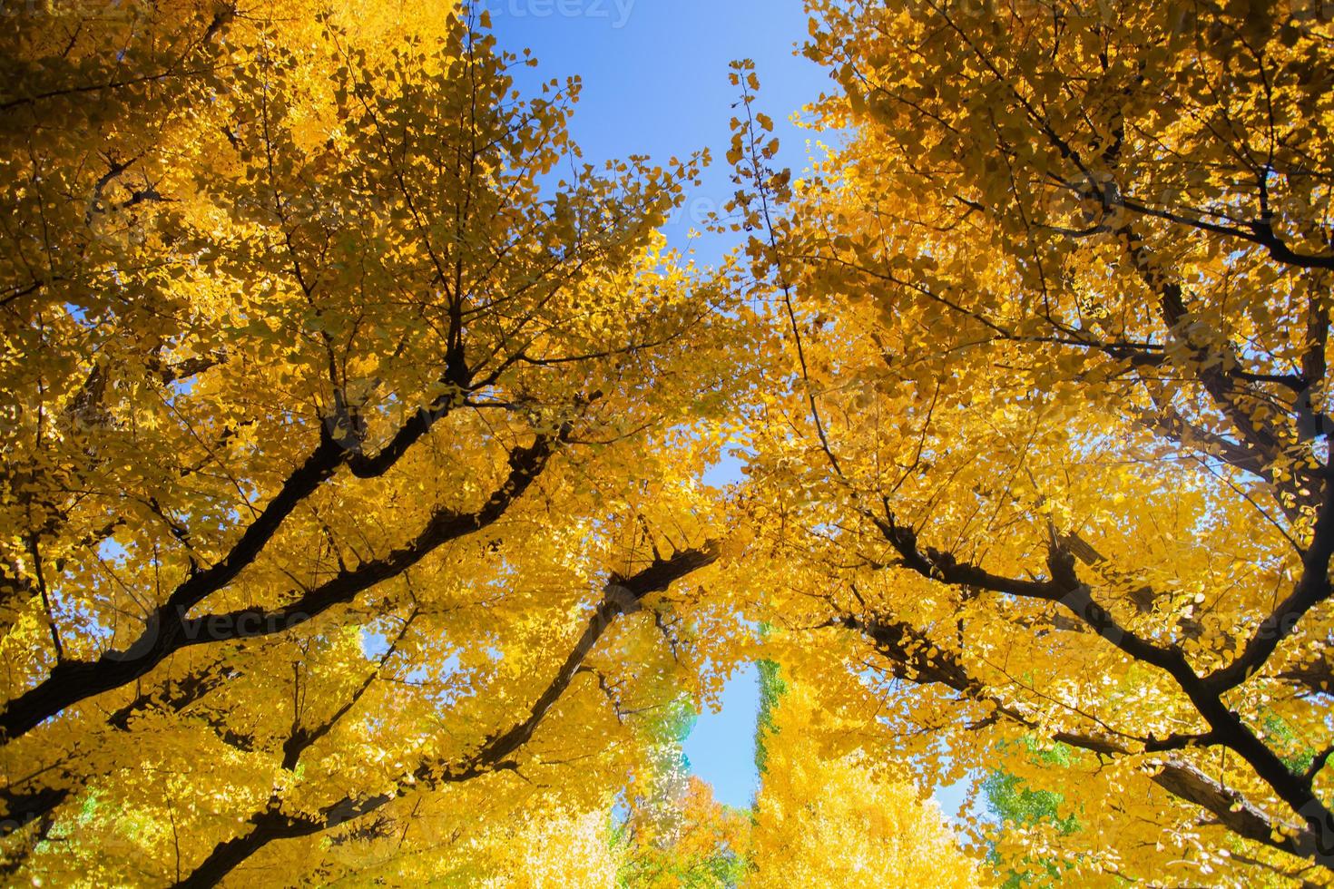 gele bomen tegen een blauwe hemel foto