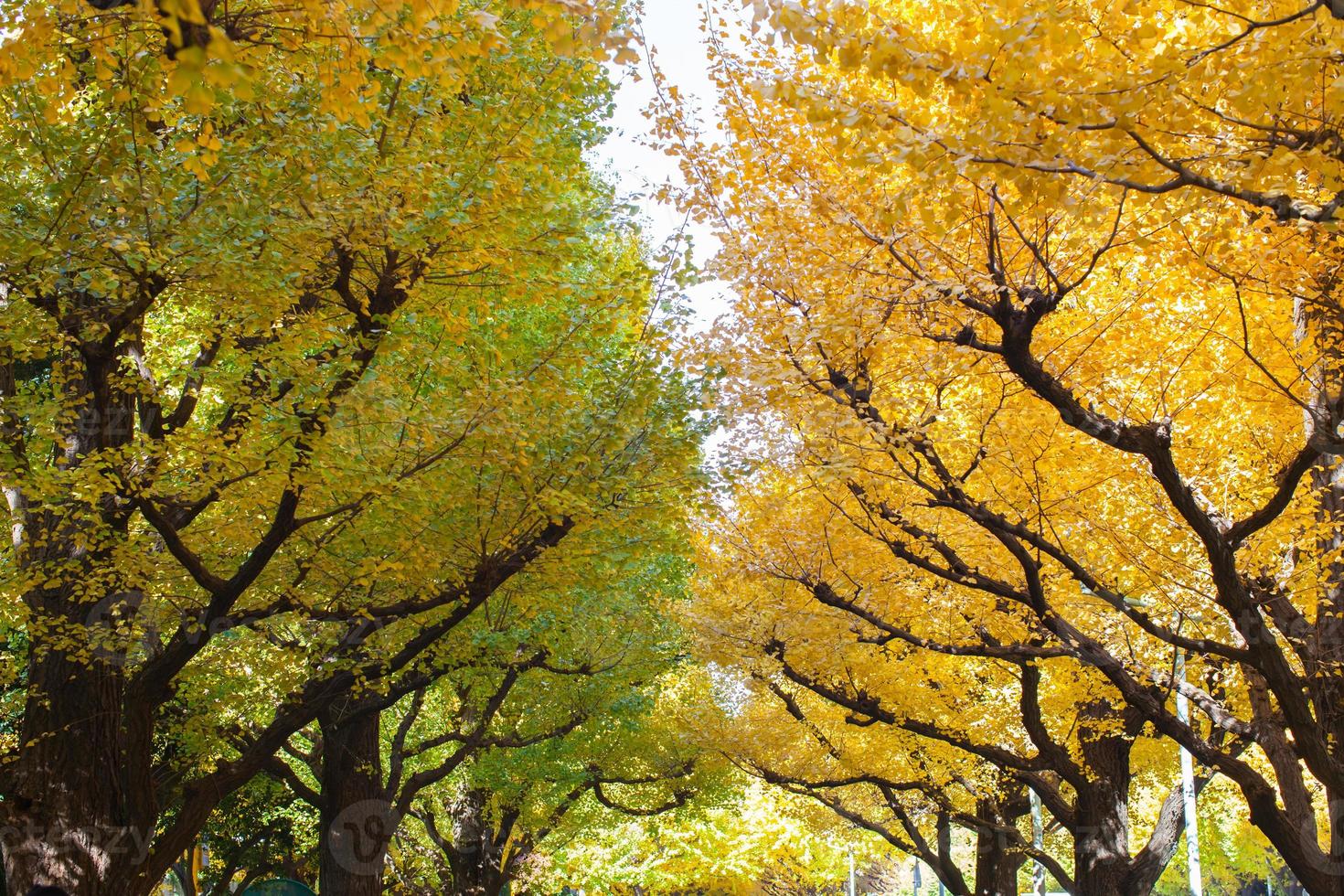 kleurrijke herfst bomen foto