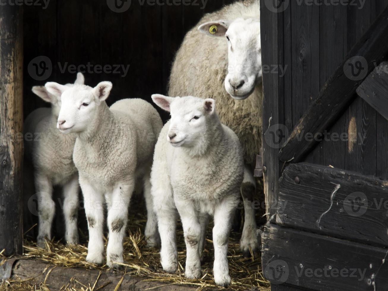 schapen in Westfalen foto