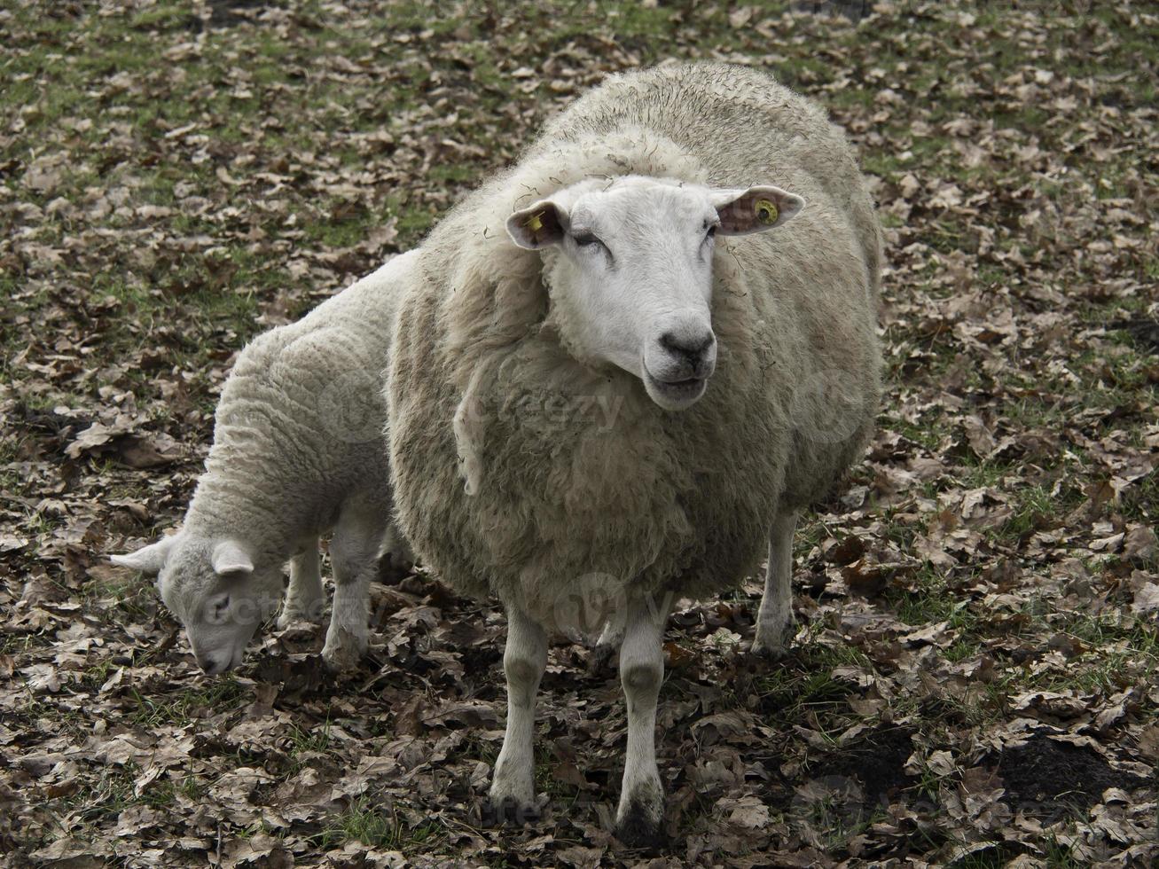 schapen op een veld in duitsland foto