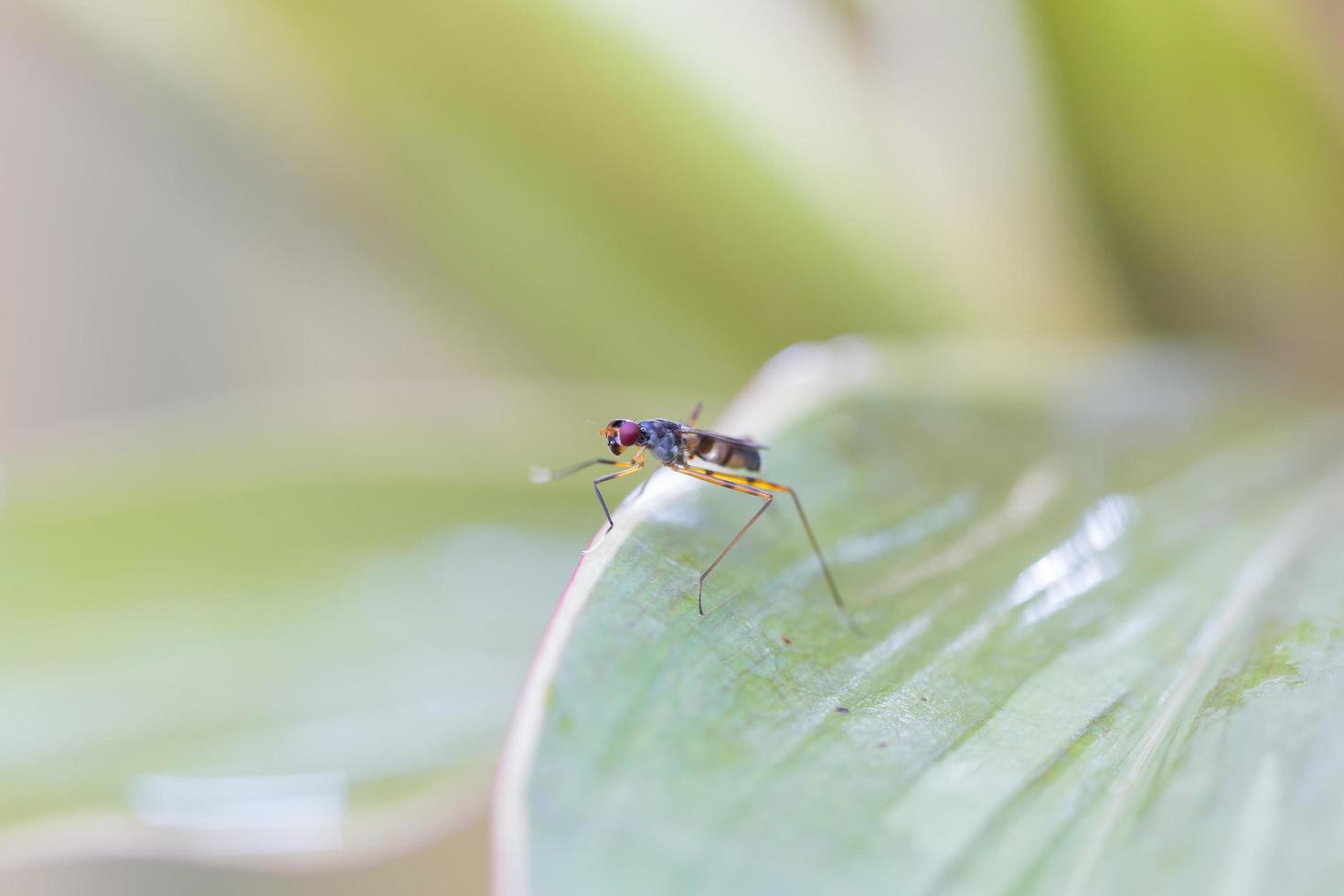 insect op het blad foto