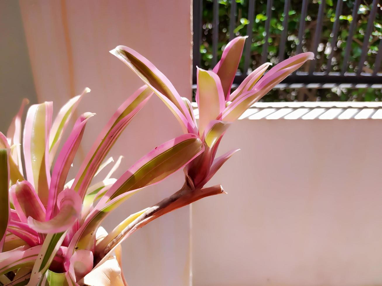 bromelia's in voorkant van de balkon in de middag. foto