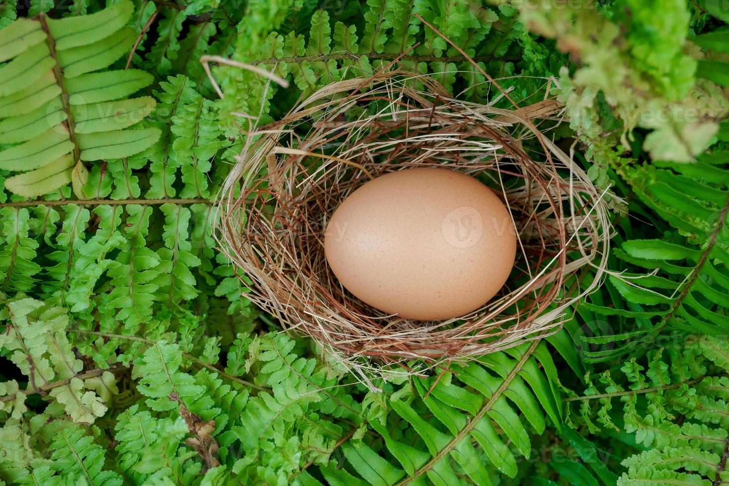 een nest met een ei Aan een takken foto