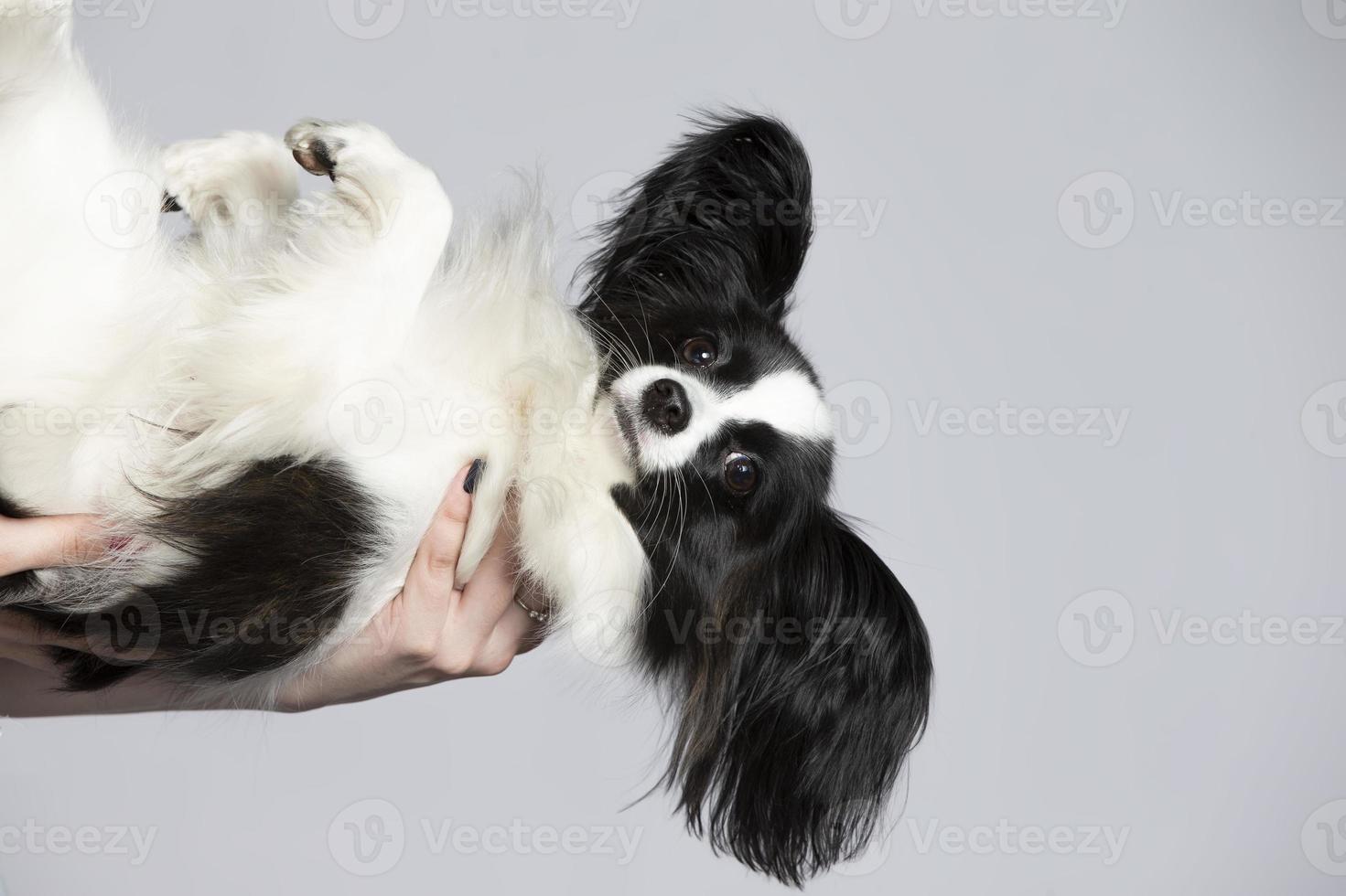 grappig papillon hond met hangende oren Aan een grijs achtergrond. foto