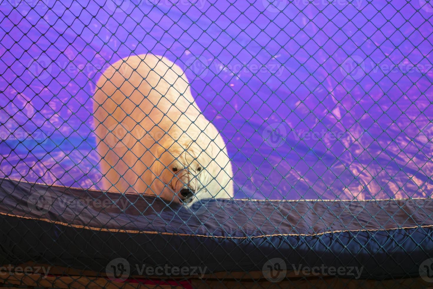 de polair beer in de circus looks van achter de netto met verdrietig ogen. foto