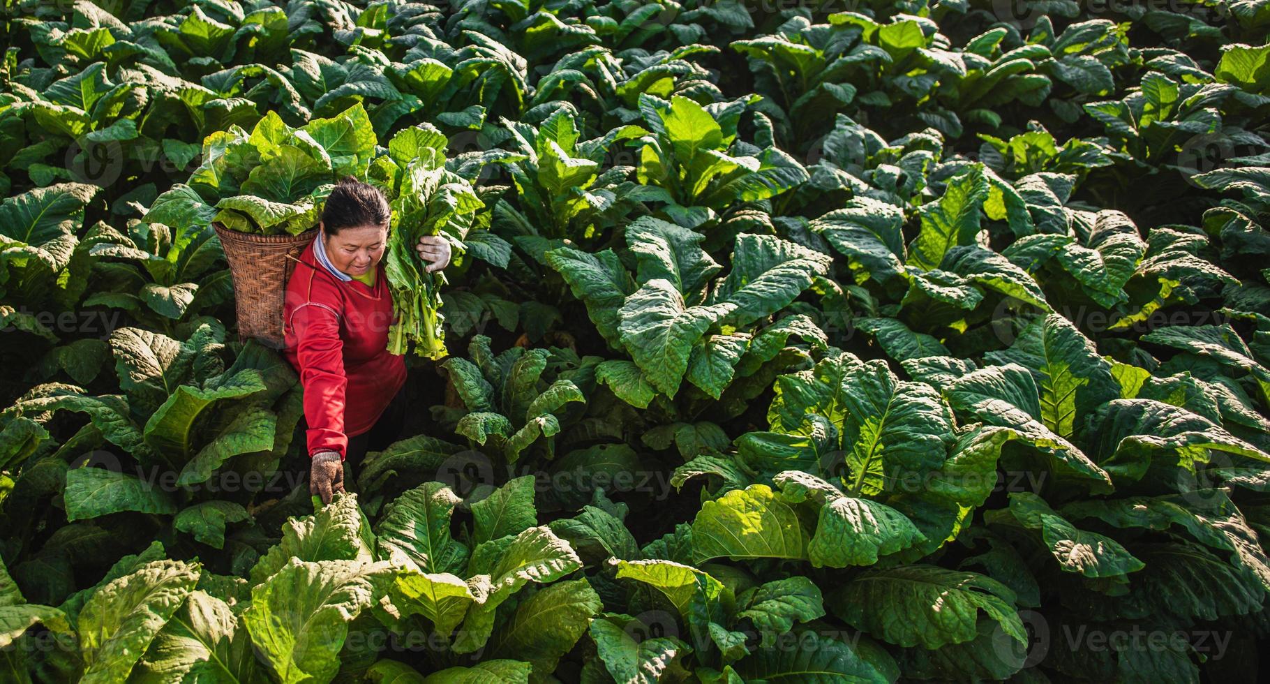 vrouw boer werken landbouw in tabak velden foto