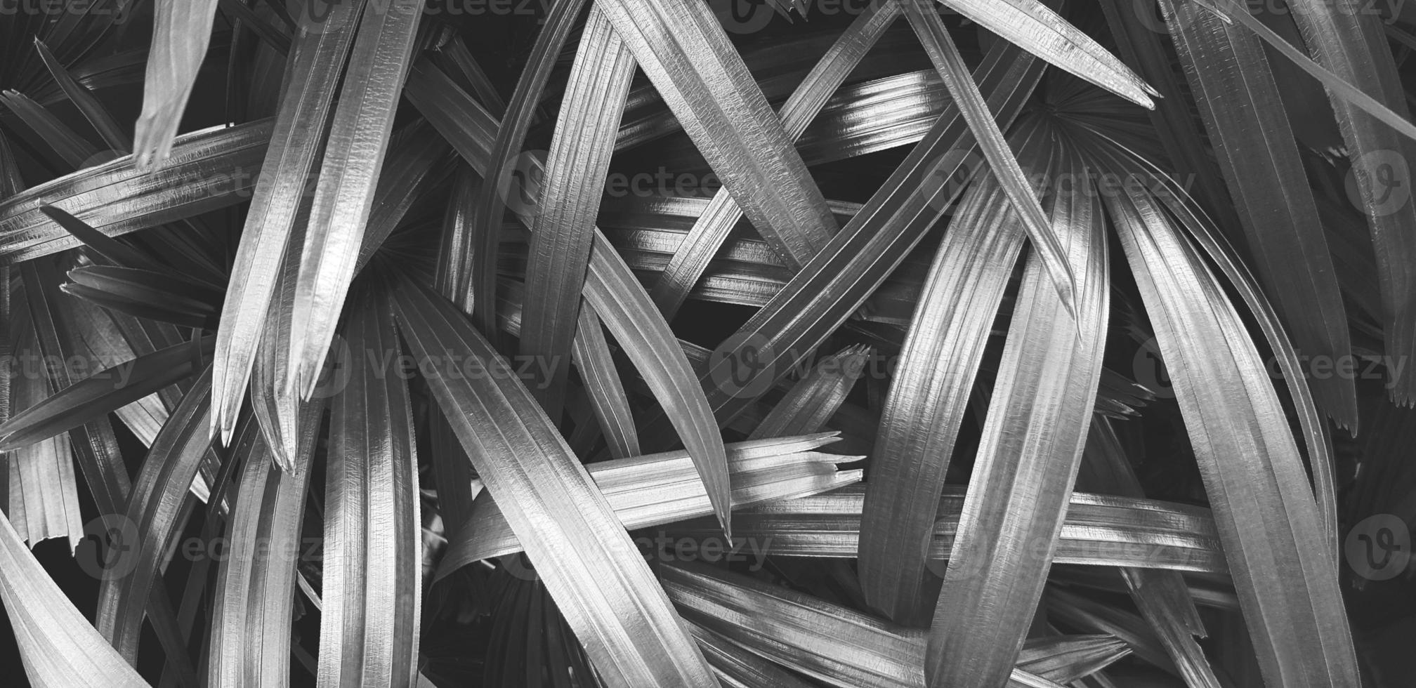 pandan, palm of kokosnoot bladeren fabriek van natuur groei Bij donker tuin in zwart en wit stijl voor achtergrond. schoonheid van natuur en behang en patroon van blad in monochroom toon. foto