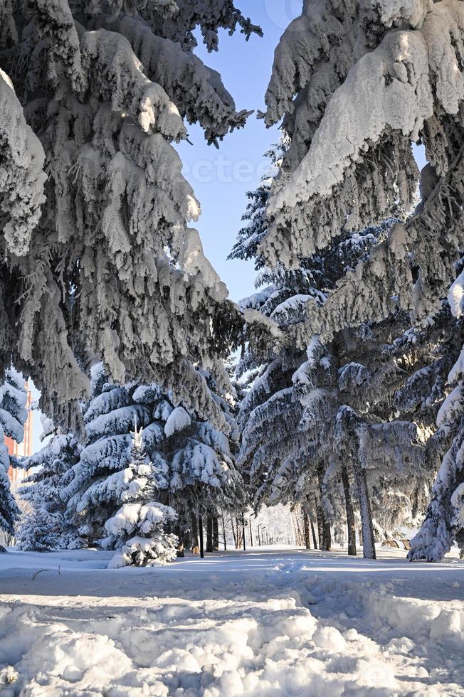 winter met sneeuw bedekt Kerstmis tafereel met een pijnboom boom. net groot takken gedekt met vorst. kalmte wazig achtergrond van winter tijd met vlokken van sneeuw. foto