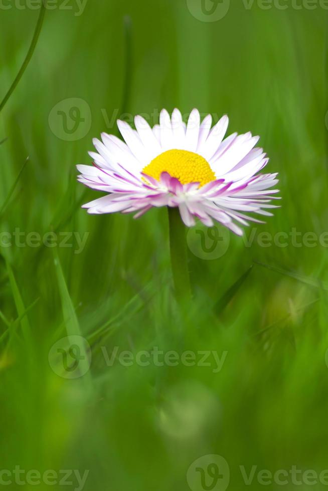 detailopname wit madeliefje bloem in groen gras foto