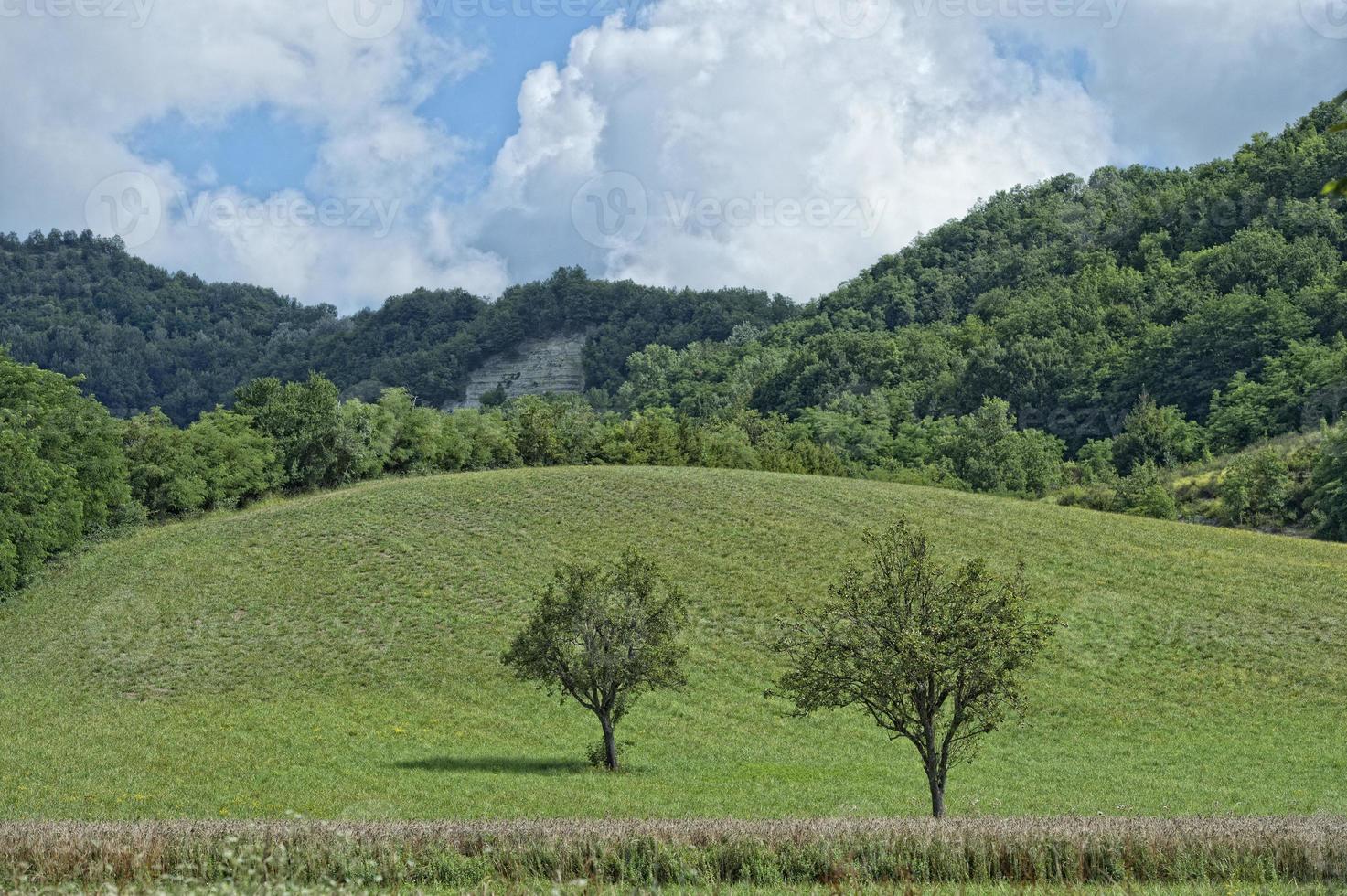 volwassen graan tarwe veld- foto