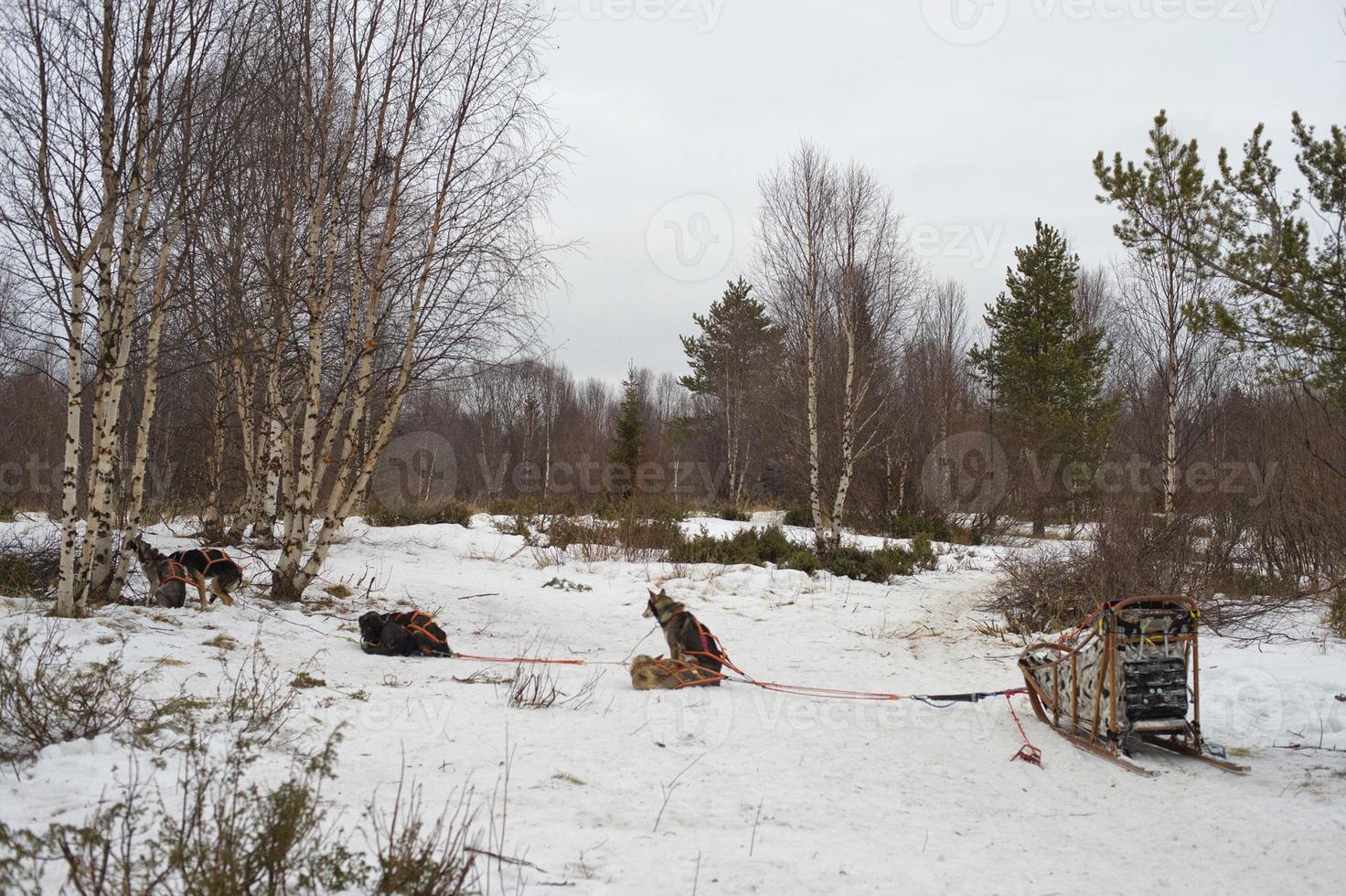 rodelen met slee hond in Lapland in winter tijd foto