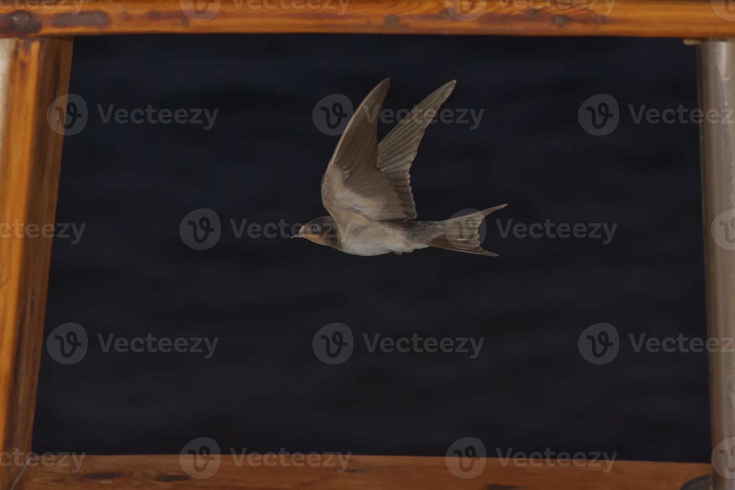 een snel slikken vogel van Afrika vliegend over- de raam in de zwart achtergrond foto
