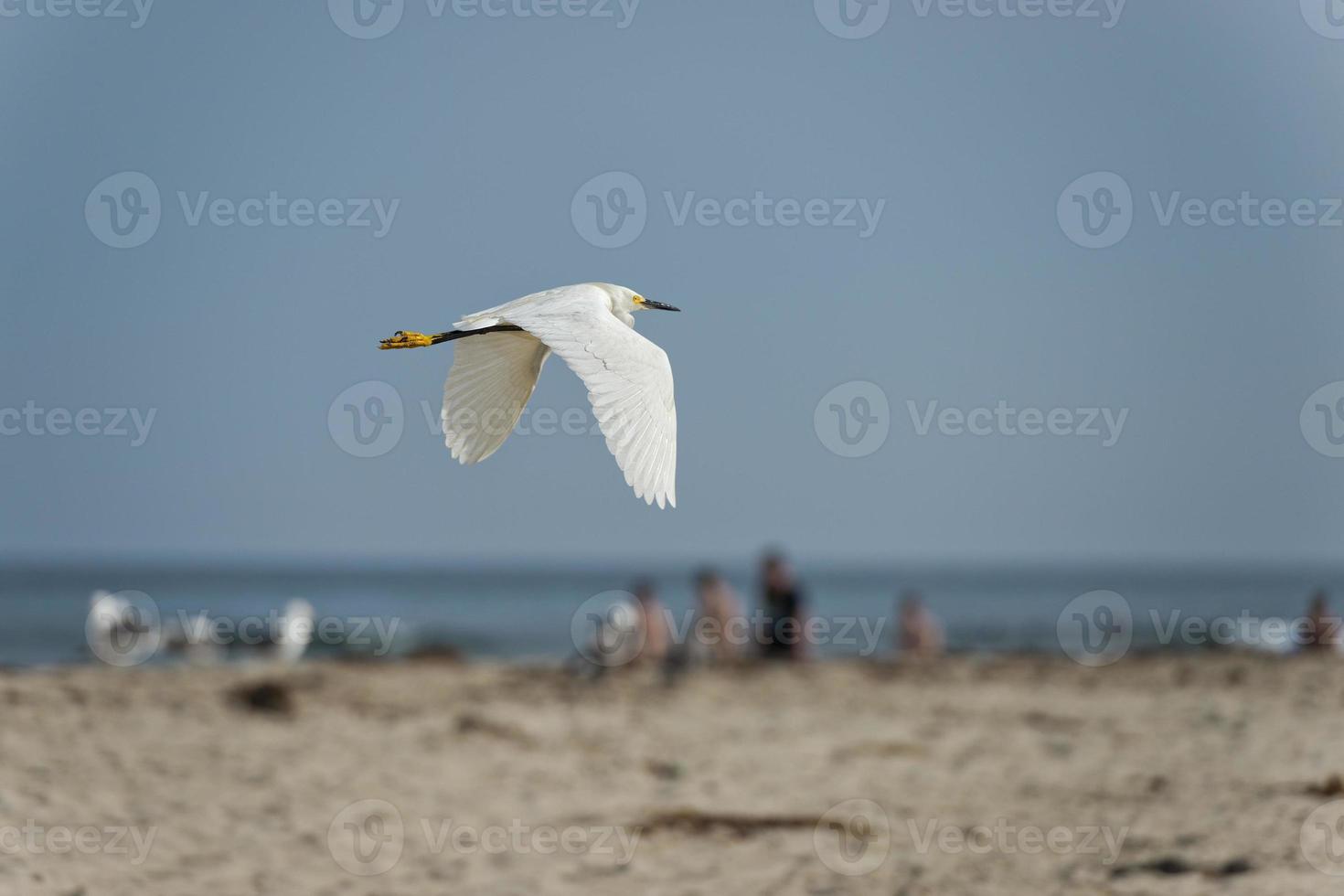 wit zilverreiger reiger portret foto