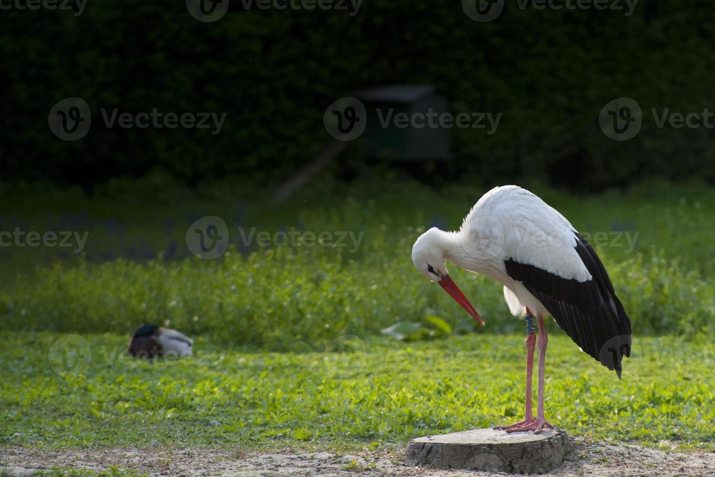 geïsoleerd ooievaar Aan de groen achtergrond foto