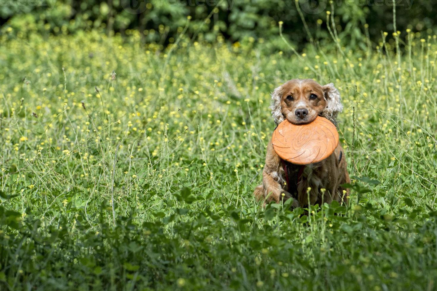 gelukkig puppy hond rennen naar u Aan groen gras achtergrond foto