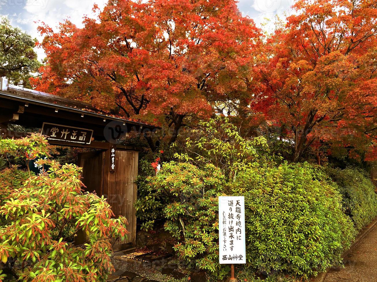 rood esdoorn- bomen met hek struiken in een traditioneel Japans huis. foto