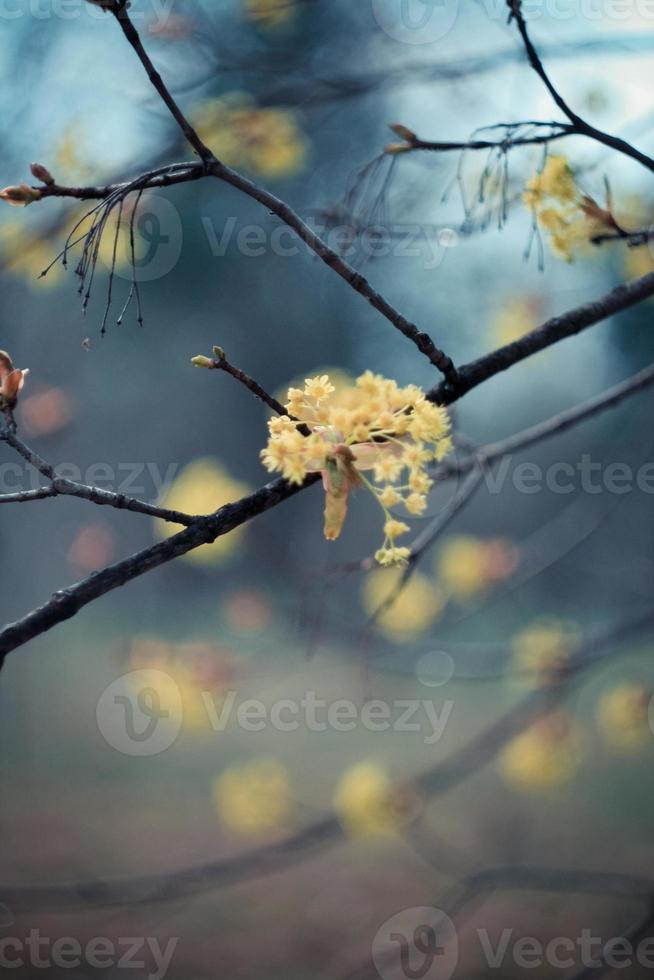 dichtbij omhoog limoenbloemen bloeiend in midzomer concept foto