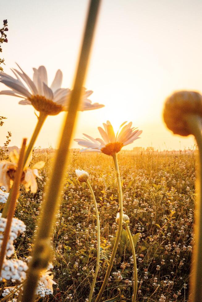 witbladig bloemen Aan een zonnig dag foto