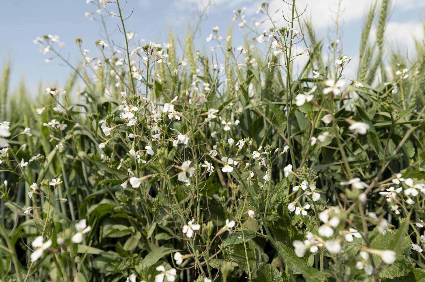 veld- van groen boekweit met wit bloemen Aan een zonnig dag foto