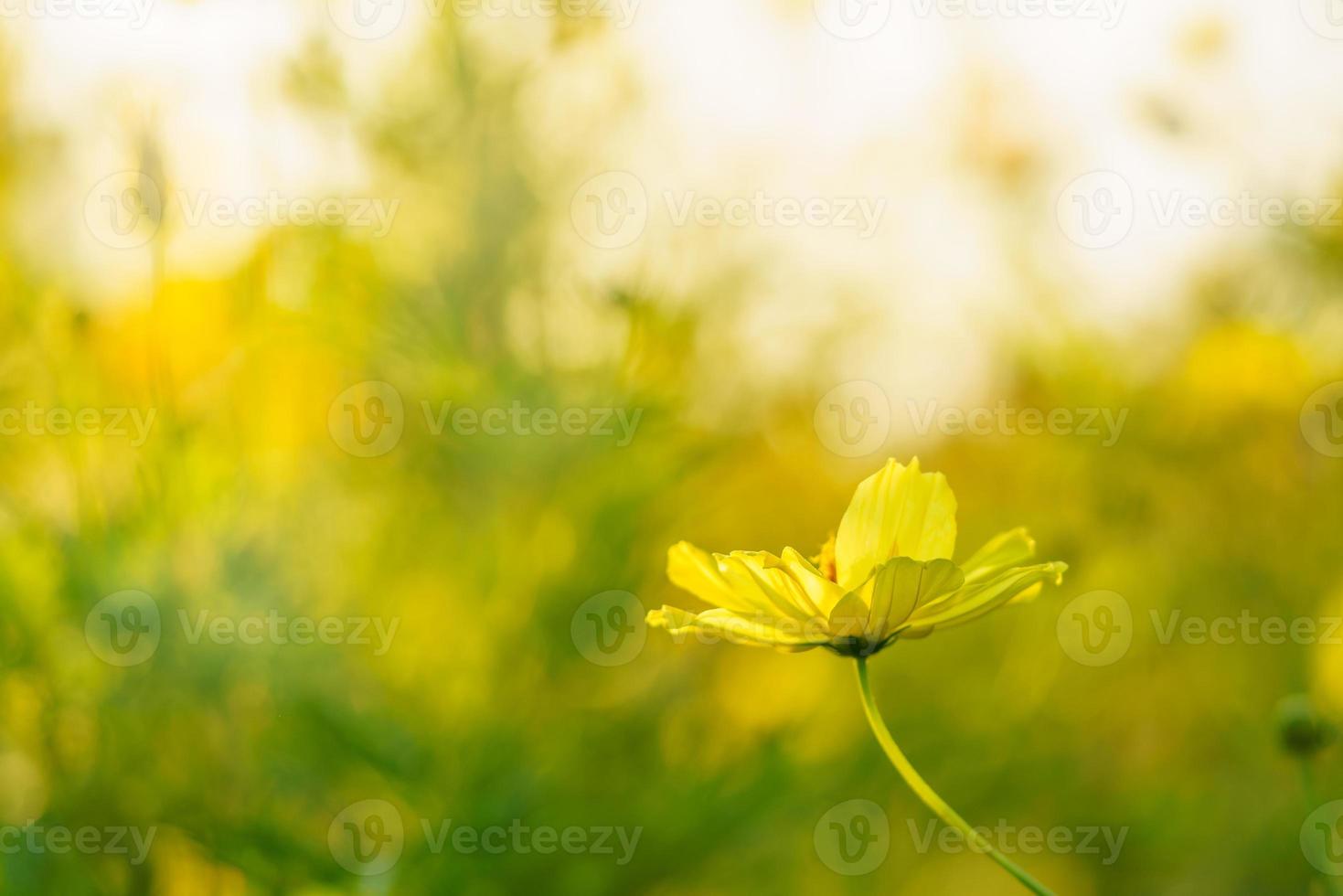 detailopname van geel kosmos bloem onder zonlicht met kopiëren ruimte gebruik makend van net zo achtergrond natuurlijk planten landschap, ecologie behang Hoes bladzijde concept. foto