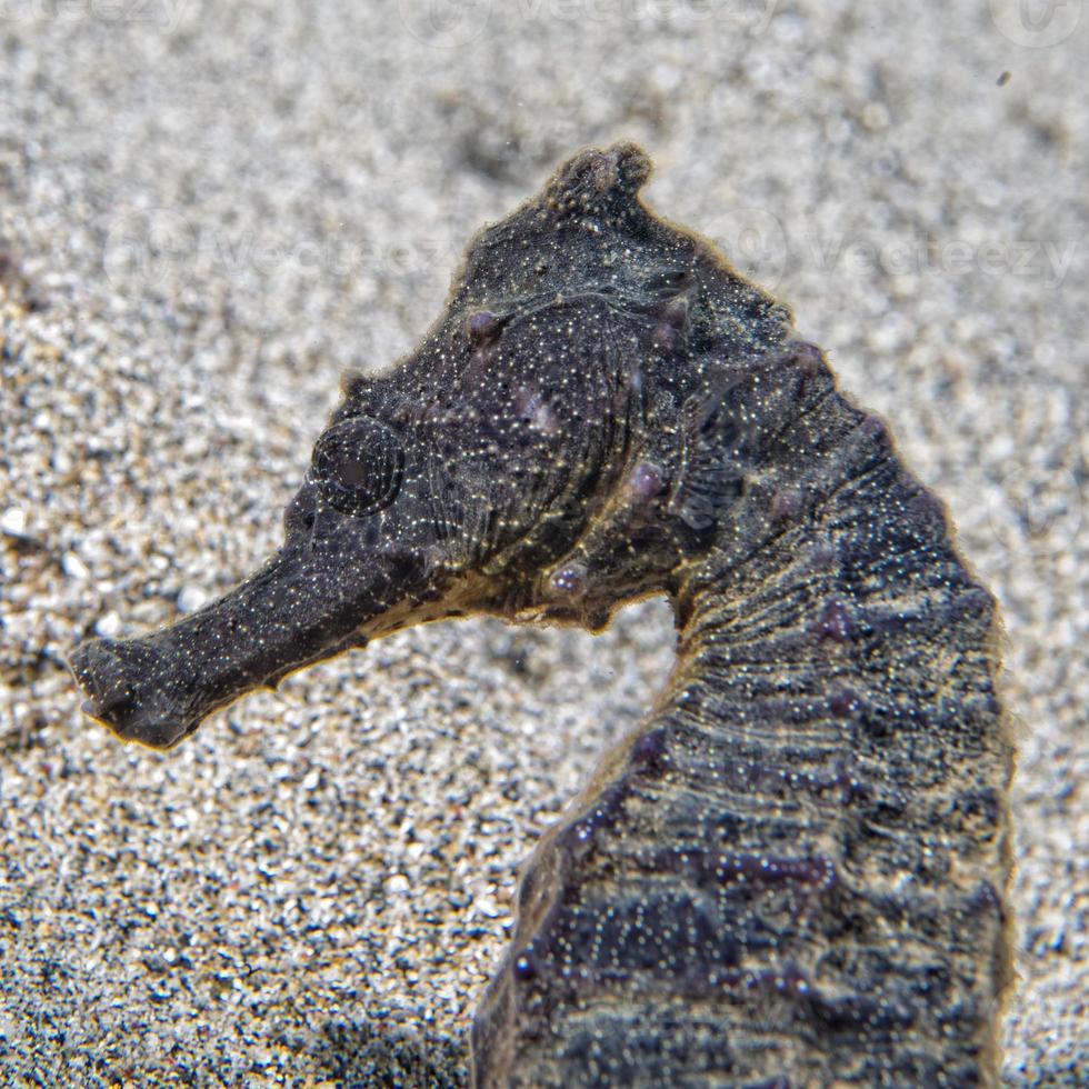 zwart zee paard op zoek Bij u in Indonesië foto