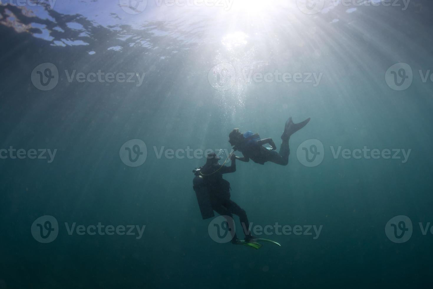 meermin vergadering een duiker onderwater- foto