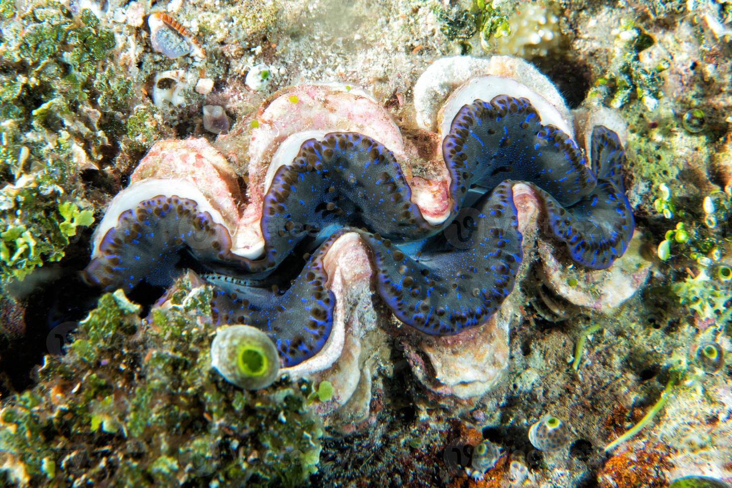 blauw kleur reusachtig tridacna clam onderwater- foto