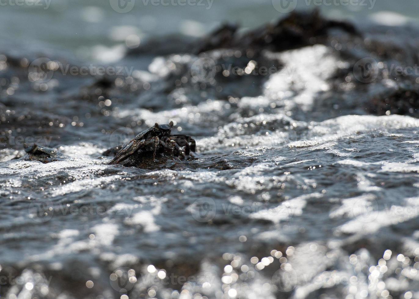 krab Aan de lava rotsen in Hawaii foto