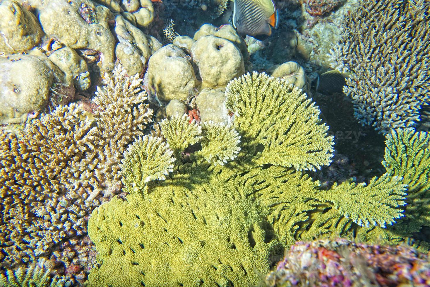 rood zee koralen huis voor vissen foto