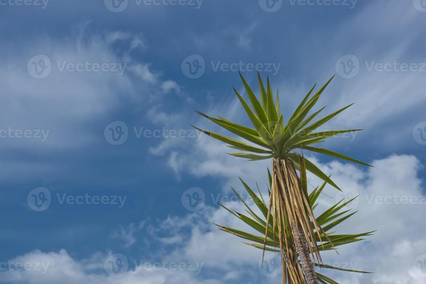 yucca tropisch boom Aan blauw lucht achtergrond foto