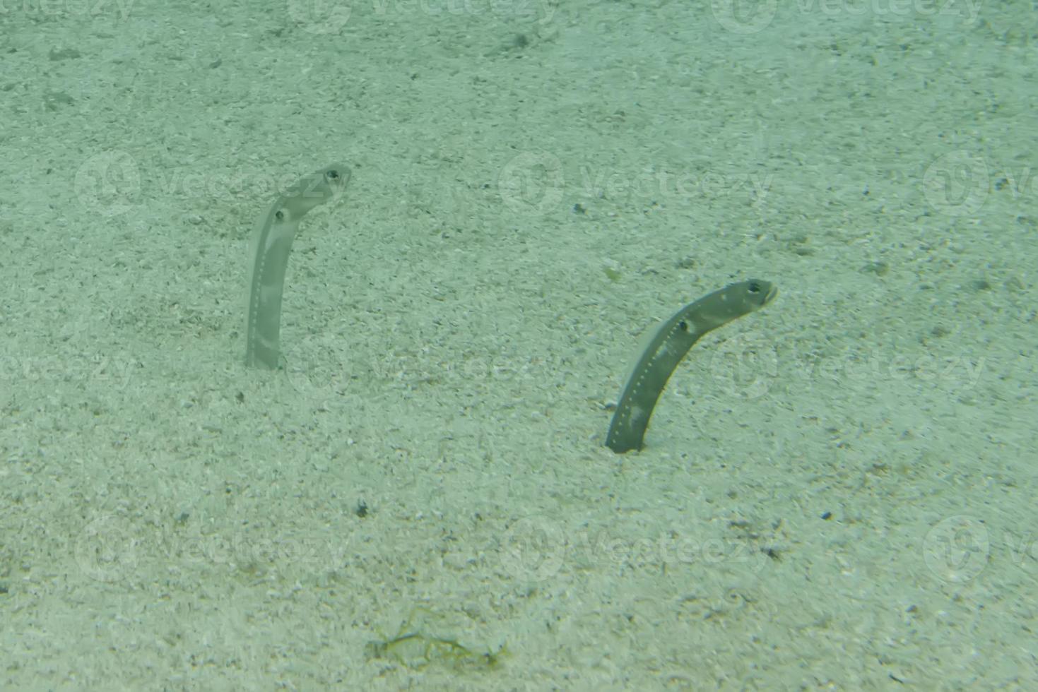 slang vis schuilplaats in de zand foto