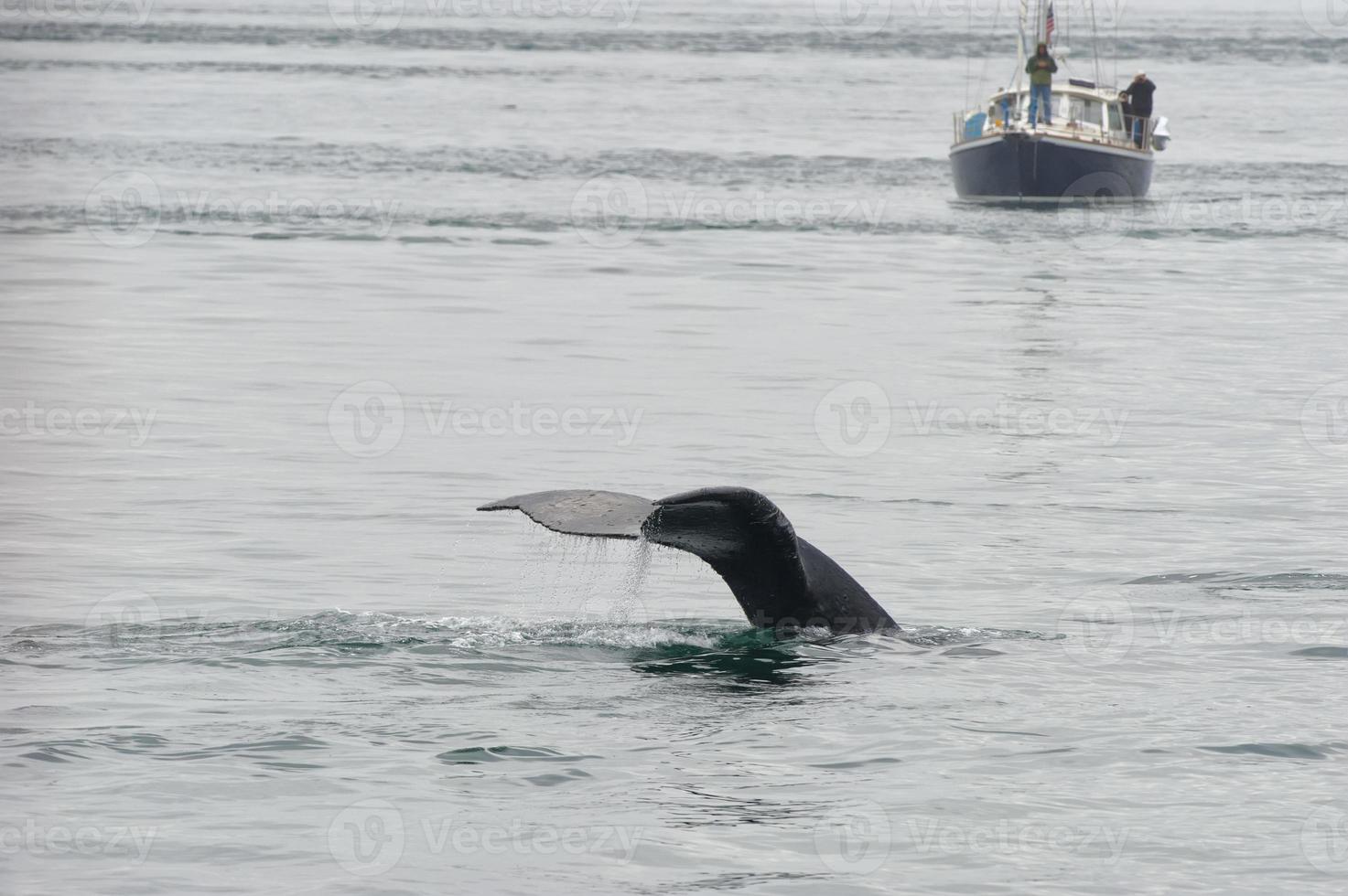 gebochelde walvis staart plons in de buurt een boot gletsjer baai Alaska foto