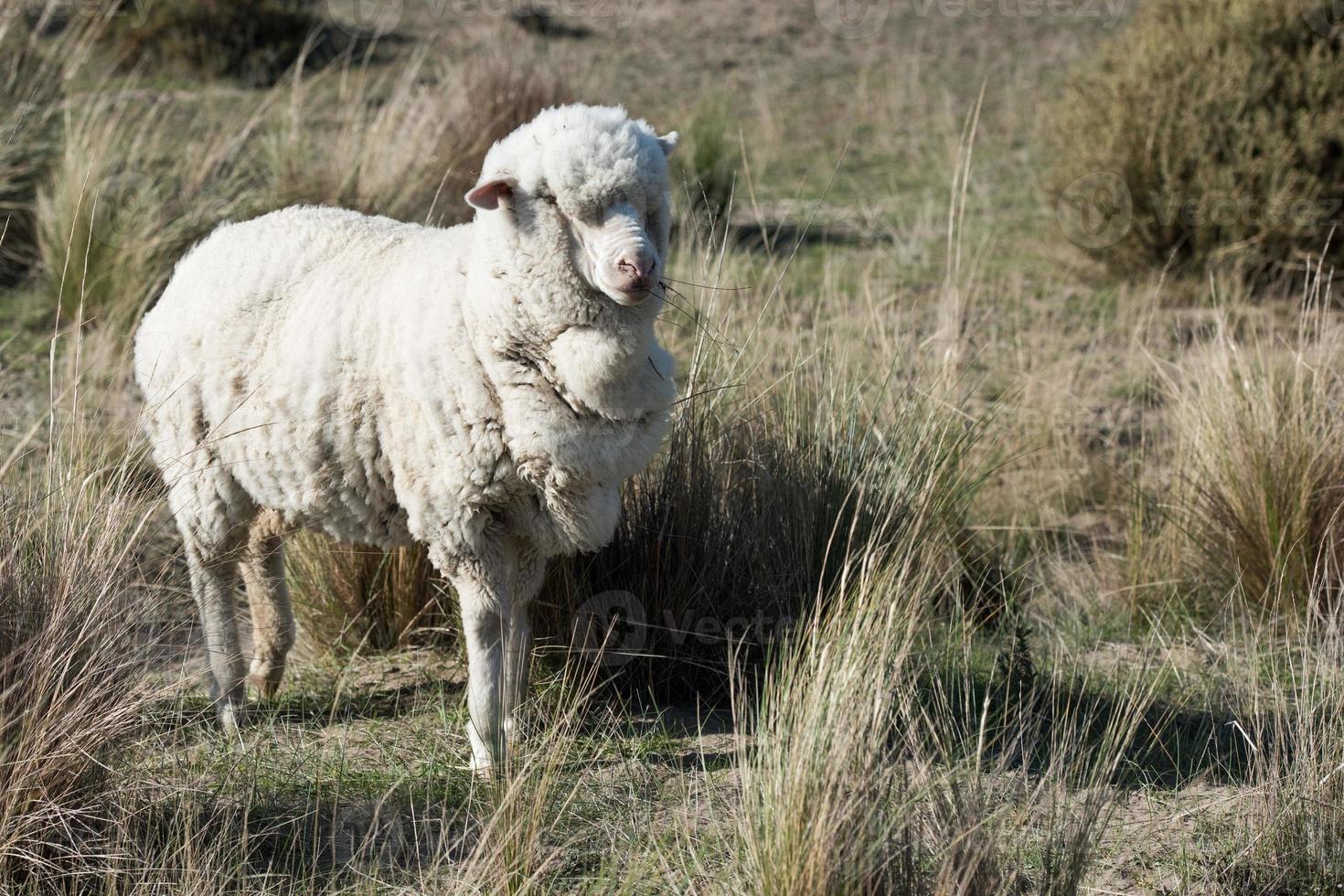 schapen kudde Aan Patagonië gras achtergrond foto