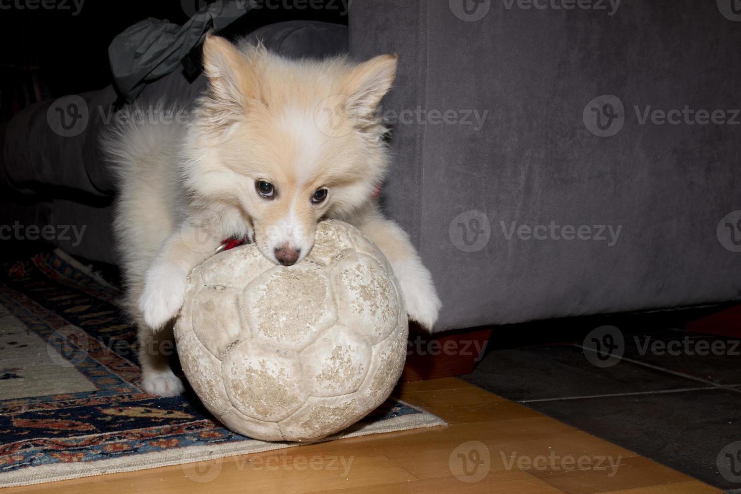 jong pommeren hond twee maanden oud puppy portret foto